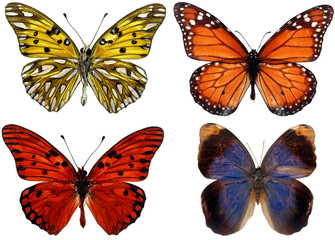 Fototapeta na wymiar Kolekcja motyli na białym