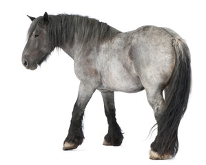 Belgian horse, Belgian Heavy Horse, Brabancon, draft horse