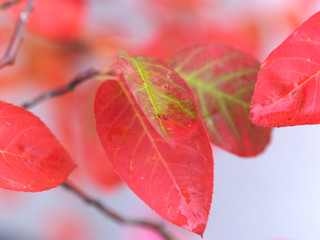 Herbstliche Blätter am Baum