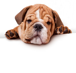 bulldog with white banner