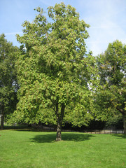 Fototapeta na wymiar green tree in hide park