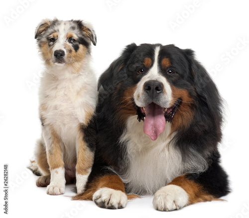 Bernese mountain dog lying and australian shepherd puppy sitting ... Bernese mountain dog lying and australian shepherd puppy sitting ...