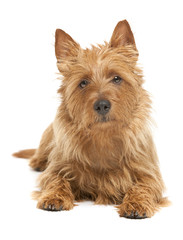 australian terrier