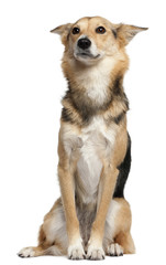 Fototapeta premium Mixed-breed, 3 years old, sitting in front of white background