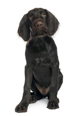 German shorthaired pointer puppy, 3 months old
