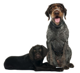 German shorthaired pointer adult and puppy sitting