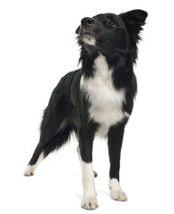 Border collie, 8 months old, standing