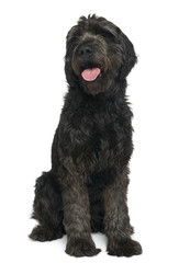 Mixed-breed, 6 years old, sitting in front of white background