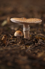 flat top fungi little and large