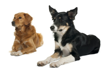 Border collie and a Nova scotia duck-tolling retriever lying