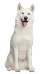 Siberian husky, 3 years old, sitting © Eric Isselée