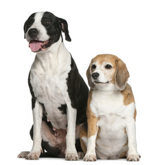 Argentine dogo and a beagle sitting