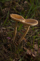 two tall fungi appear in autumn