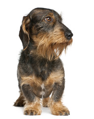 Dachshund, 2 years old, standing in front of white background
