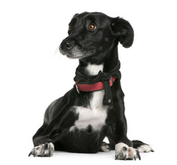Mixed-breed, 18 months old, lying in front of white background