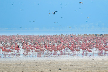 Fototapeta premium flocks of flamingo