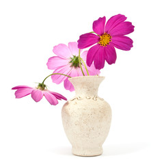 daisy in a vase