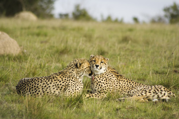 Cheetah cubs