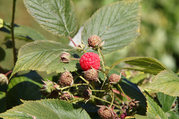 Framboise