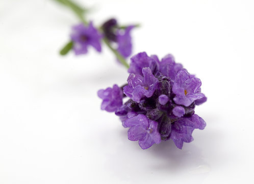 closeup of lavender flowers isolated on white