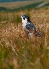 Peregrine Falcon