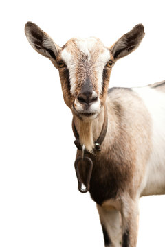 Goat isolated on white backgound