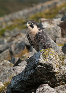 Falcon on rocks (Portrait)