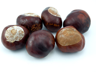 Fruits of a tree of a chestnut