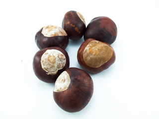 Seed of a chestnut tree