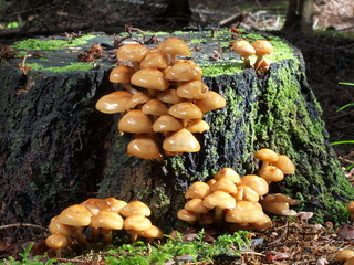Fototapeta premium Stockschwämmchen - Kuehneromyces mutabilis