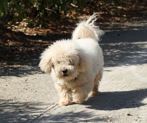 Bichon maltais en promenade