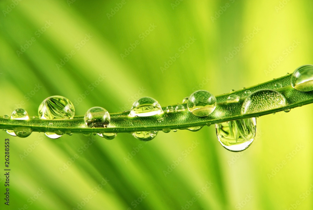 Sticker grass with dew drops detail