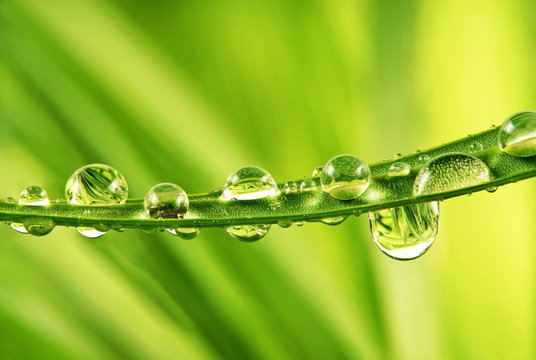 Grass With Dew Drops Detail