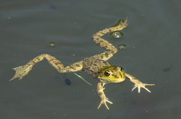 Big green frog (American Bullfrog) floating on the water