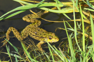 Big green frog (American Bullfrog) crawling from the water