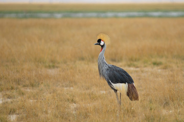 Gray Crowned Crane