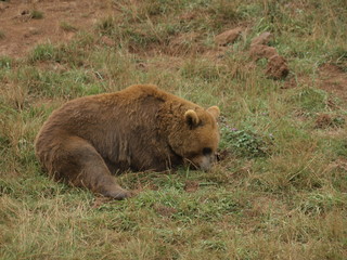 Obraz premium Oso pardo