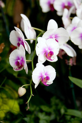 Fototapeta premium White orchid flower