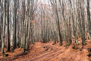 autumn beech forest in a krimea ukraine