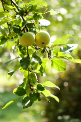 Green apples on an apple-tree branch