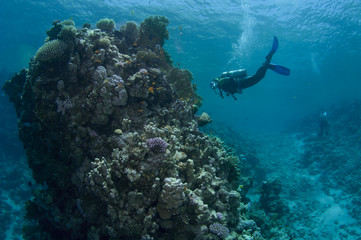 Fototapeta na wymiar scuba diver and big coral pinnicle