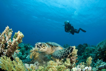 Sea Turtle feeding  with scuba diver