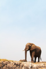 Fototapeta na wymiar Majestatyczny słoń afrykański