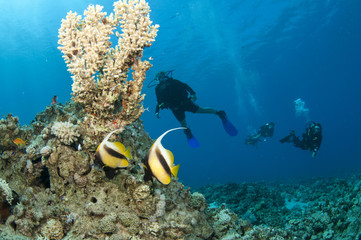 Fototapeta na wymiar scuba divers with banner fish