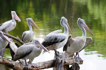 Group of Pelicans