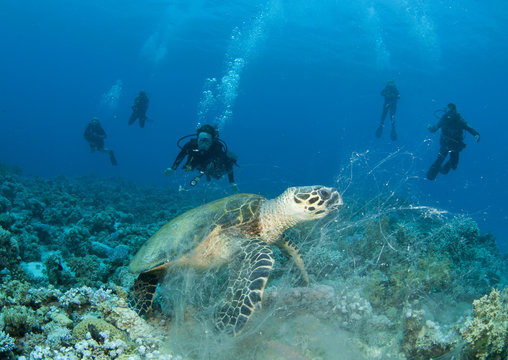Sea Turtle with scuba divers
