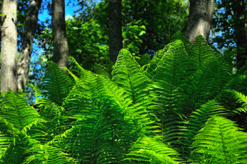 Fototapeta premium Green fern