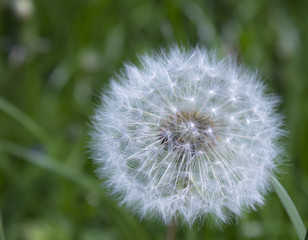dandelion