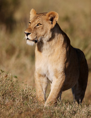 Fototapeta na wymiar Lwica (Panthera leo) leżącego w sawanny i ziewanie w Południowej Af