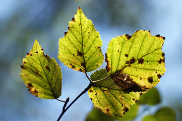 Autumn is here